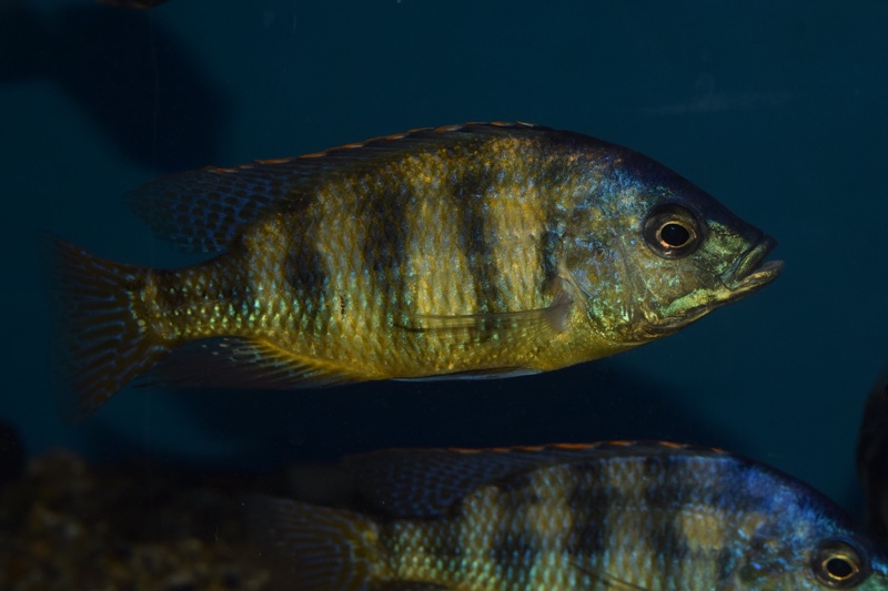 Protomelas sp. 'johnstoni solo'